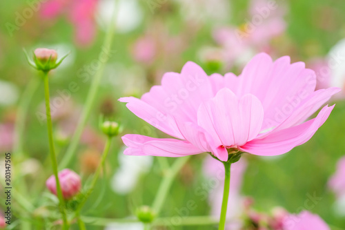 cosmos flower