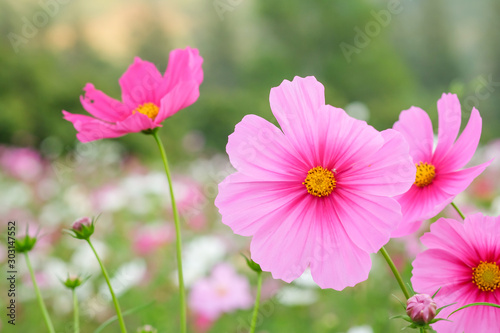 cosmos flower