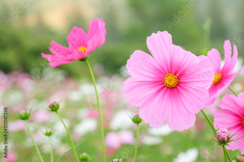 cosmos flower