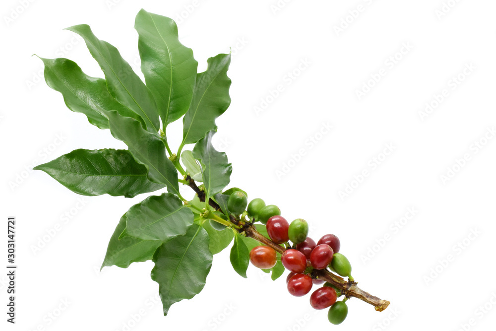 Coffee berry red green on tree coffee and on white background. - obrazy, fototapety, plakaty 