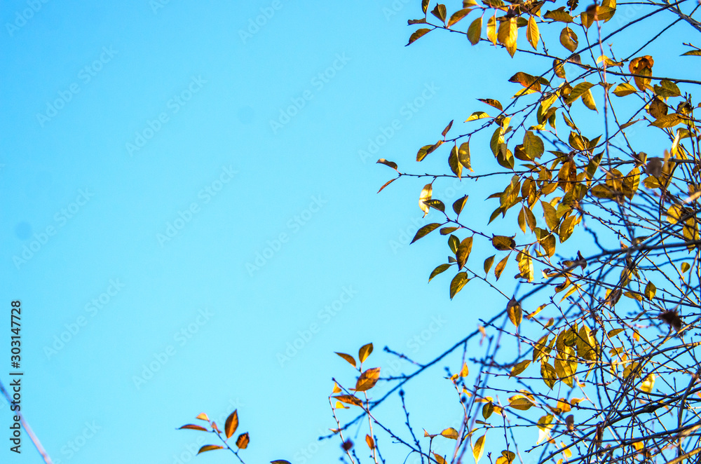 Green tree with frame edge on blue clear sky background Green tree with frame edge on blue clear sky background