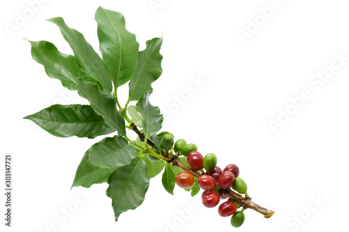 Coffee berry red green on tree coffee and on white background.