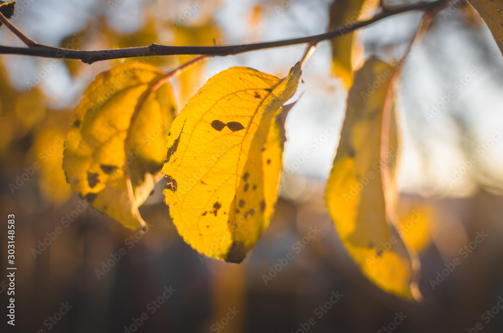 Obraz premium The last remaining leaves on a cold day on a fruit tree, macro photo of a yellow leaf