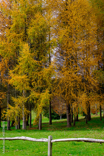 MIdhurst Pond, West Sussex, Uk photo