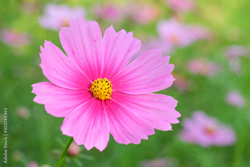 Obraz premium cosmos flower