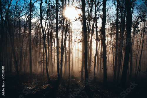 Fototapeta Naklejka Na Ścianę i Meble -  Misty forest with dense fog. 