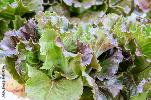 lettuce garden with healthy concept