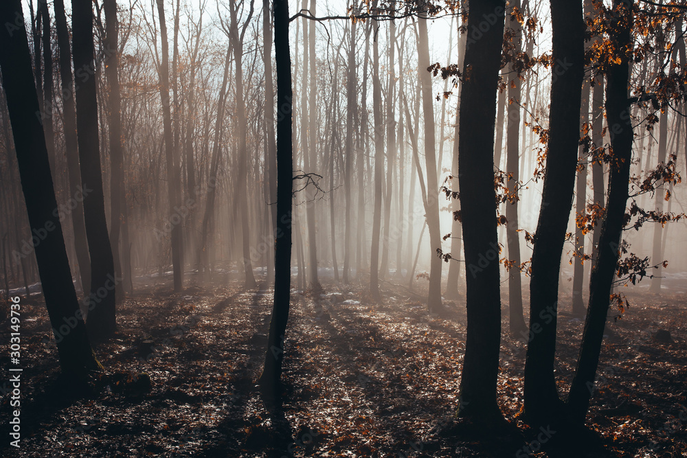 Obraz premium Misty forest with dense fog.