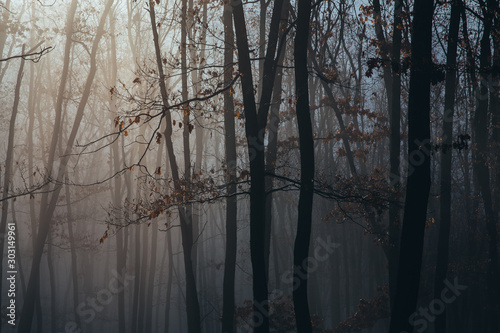 Misty forest with dense fog.  © belyaaa