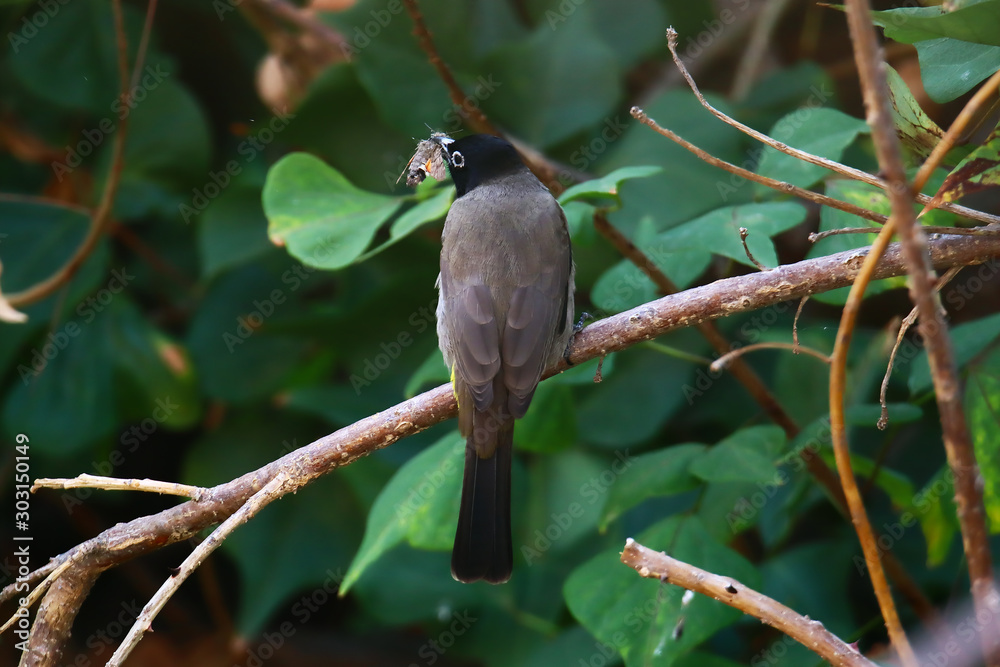 A white-spectacled bulbul (Pycnonotus xanthopygos) aeting a moth on a flame of the forest (Butea monosperma) tree branch. A white-spectacled bulbul (Pycnonotus xanthopygos) aeting a moth on a flame of the forest (Butea monosperma) tree branch.