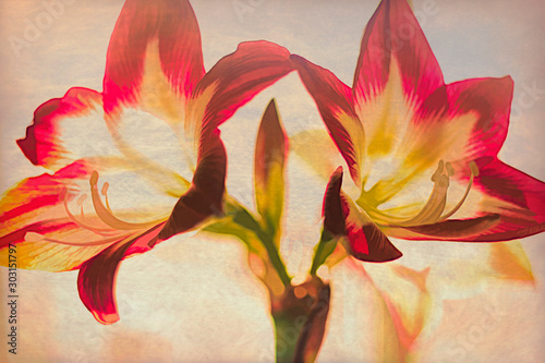 Holiday Amaryllis Illustration