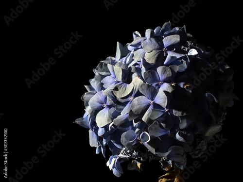 Isolated bouquet of hydrangea on a black background