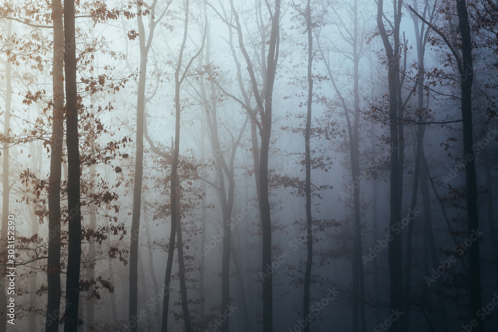Misty forest with dense fog. Misty forest with dense fog.