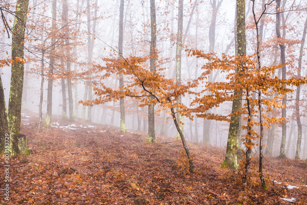 Fototapeta premium Misty forest with dense fog. 