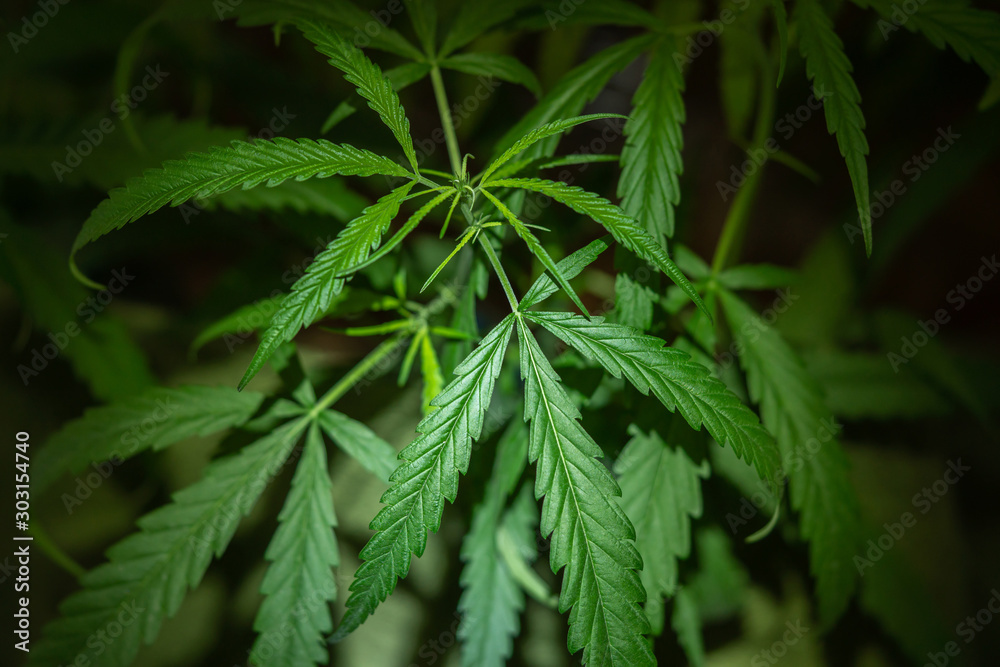 Dark background of marijuana leaves is a plant for treatment and drug. Dark background of marijuana leaves is a plant for treatment and drug.
