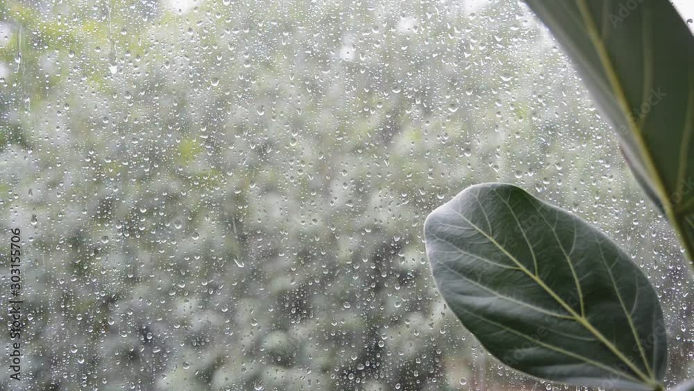 ficus plant leaves with bad rainy summer day weather outside home window on green trees blurred background, selective focus of closeup full hd stock video footage in real time