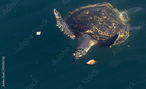 One caretta turtle swimming photo