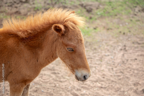 beautyful long hair horse on farm