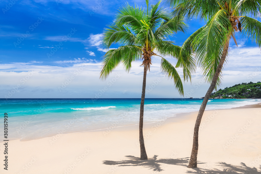Palm trees on sunny beach tropical sea  paradise island. Background.