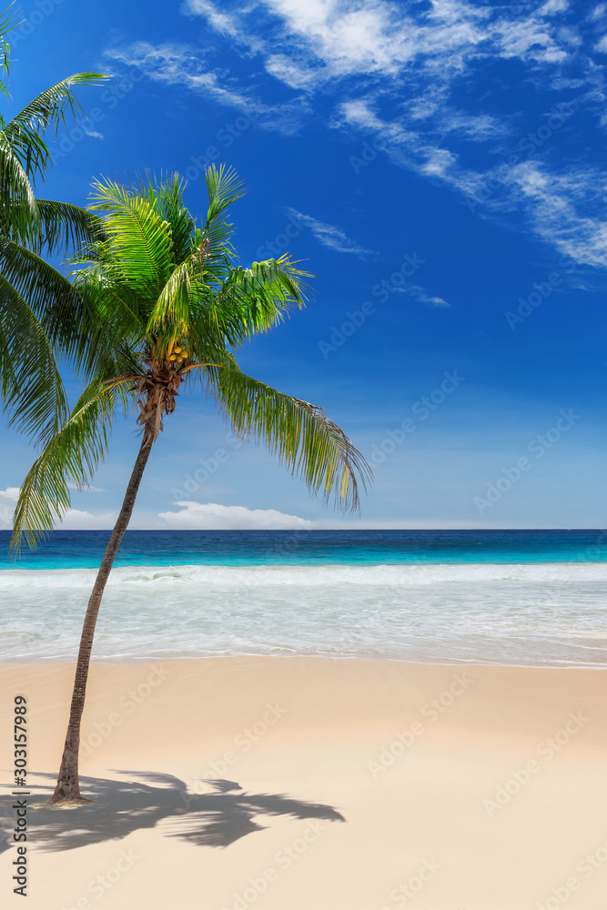 Palm trees on Sunny beach and turquoise sea