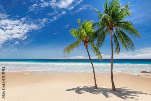 Tropical paradise beach. Palm trees on tropical white sand sunny beach