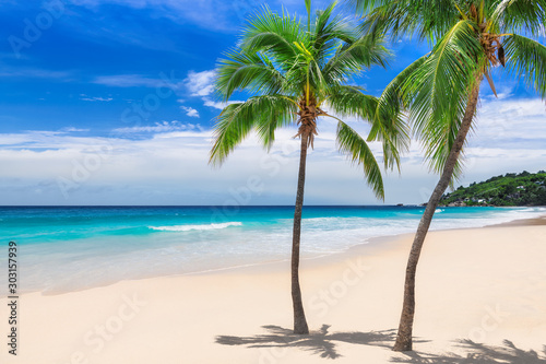 Palm trees on sunny beach tropical sea paradise island. Background.