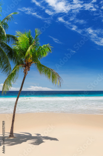 Fototapeta Naklejka Na Ścianę i Meble -  Palm trees on Sunny beach and turquoise sea