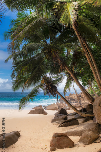 Coconut Palm trees on white sandy beach. 