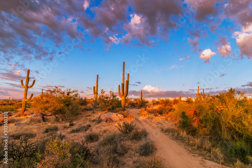 Sunset Clouds and Cactus along a hiking trail in North Scottsdale © Ray Redstone