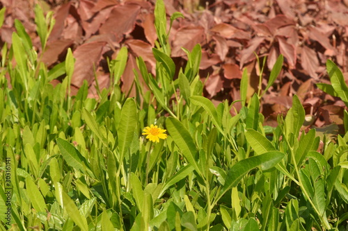 Leaves in Al - Azhar Park in Cairo photo