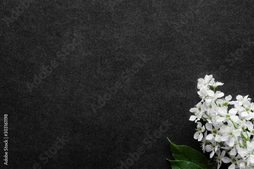 Fresh flowers branch of white bird cherry on dark background. Condolence card. Empty place for emotional, sentimental text, quote or sayings. Top down view.