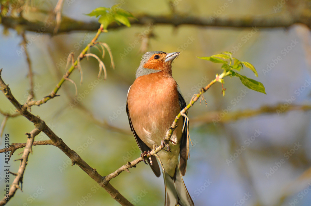 Common Chaffinch (Fringílla coélebs) Common Chaffinch (Fringílla coélebs)