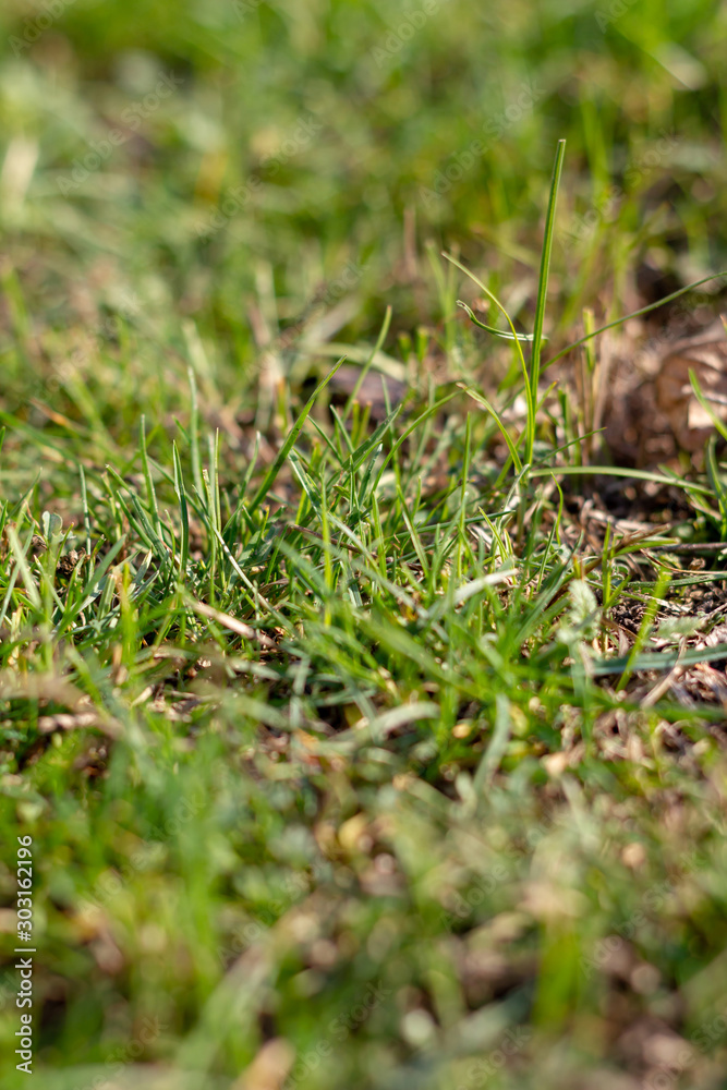 Cow droppings on green grass .copy space Cow droppings on green grass .copy space