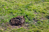 Cow droppings on green grass .copy space