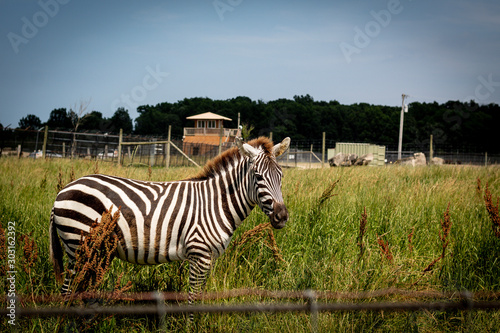 Close-up of Zebra grazing alone 