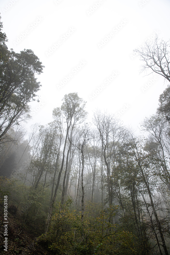 fog in the forest fog in the forest