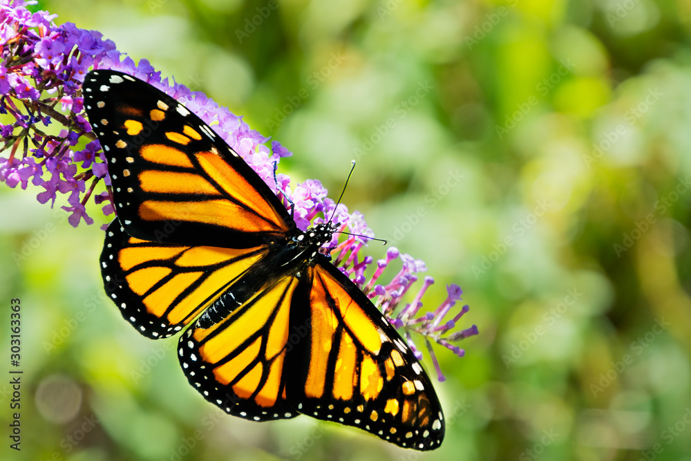 Fototapeta premium A beautiful monarch butterfly with wings spread feeding from a purple butterfly bush flower with out of focus green background