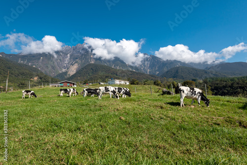 View of Mt Kinabalu with herds of cattle grazing grass on the foreground, Mount Kinabalu is the highest mountain in Malaysia. photo
