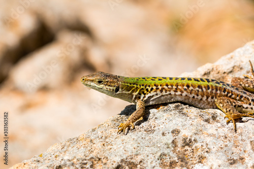 Green lizard (Reptile Podarcis Siculus)