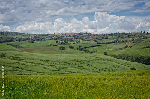 Green wheat field and cypress trees near San Quirico d'Orcia. San Quirico d'Orcia is a beautiful and charming medieval town of the Orcia Valley located to the south of Siena, Tuscany, Italy