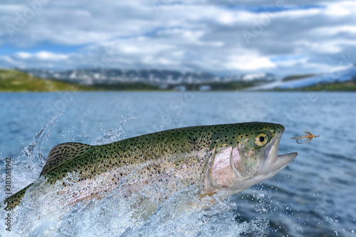 Fly fishing. Rainbow trout fish jumping for catching synthetic insect with splashing in water