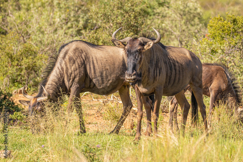 A herd of blue wildebeest (Connochaetes taurinus) grazing, Pilanesberg National Park, South Africa.