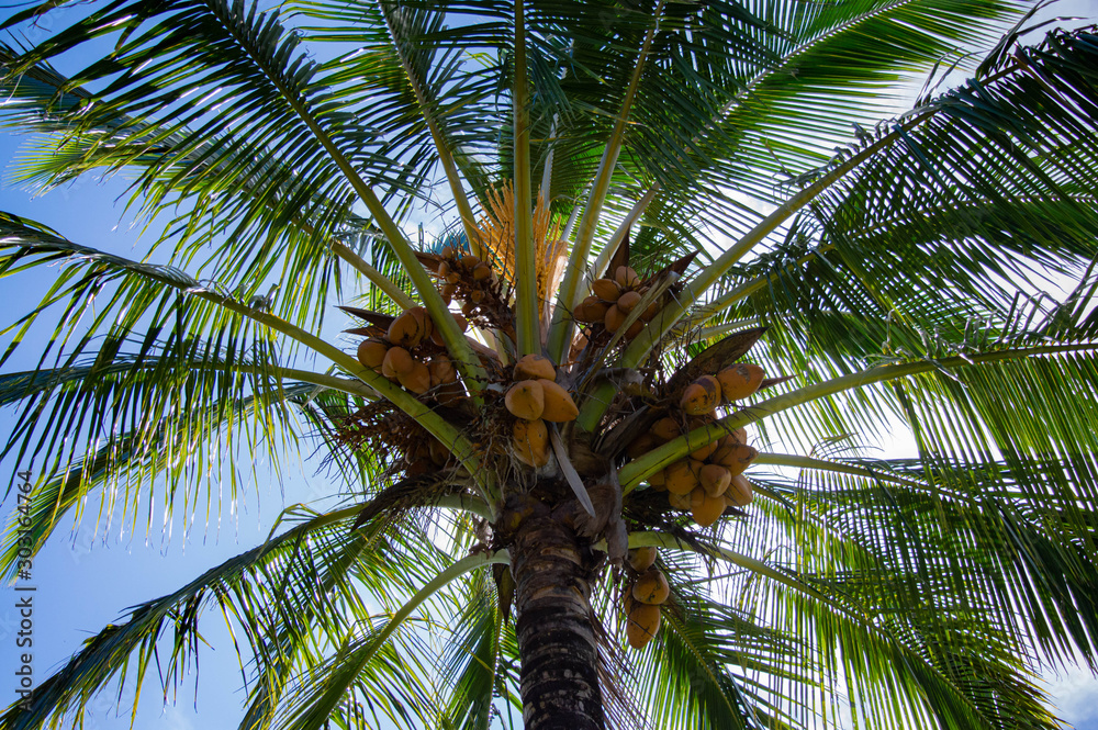 Obraz premium Palm tree with coconut