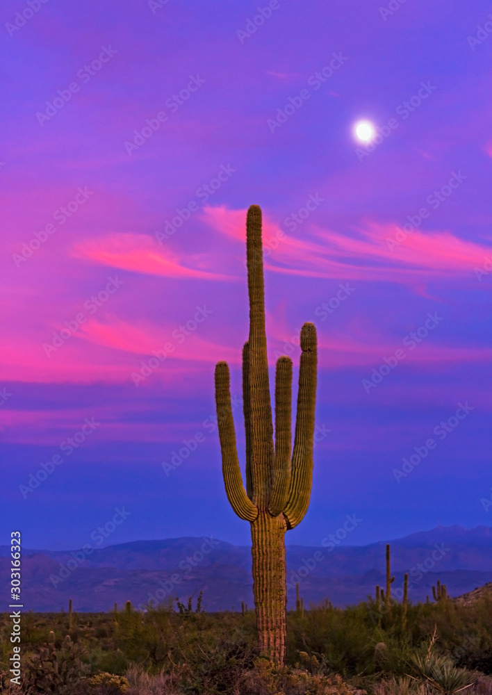 Lone Cactus At Sunset With Vibrant Clouds & Moon Lone Cactus At Sunset With Vibrant Clouds & Moon