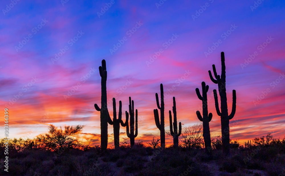 Stand of Saguaro Cactus At Sunset In Arizona - obrazy, fototapety, plakaty 