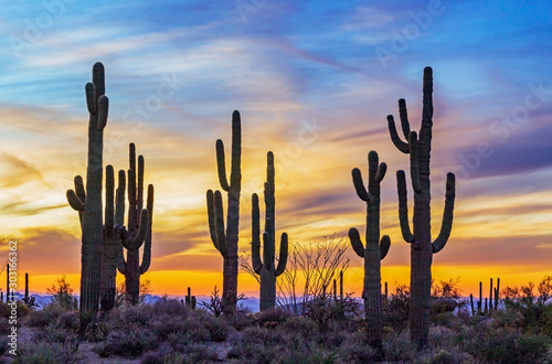 Stand of Saguaro Cactus With Vibrant Sunset In Scottsdale Arizona © Ray Redstone
