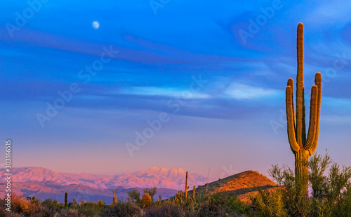 Lone Cactus At Sunset With Moon Rising In Phoenix Area 