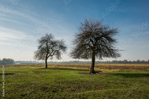 Lonely trees near the backwaters of the Bug river near Kuligow, Masovia, Poland photo