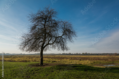 Lonely tree near the backwaters of the Bug river near Kuligow, Masovia, Poland photo
