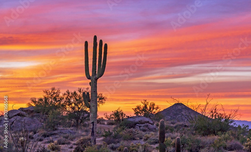 Saguaro Cactus At Sunset Along Hiking Trail Scotsdale, AZ.